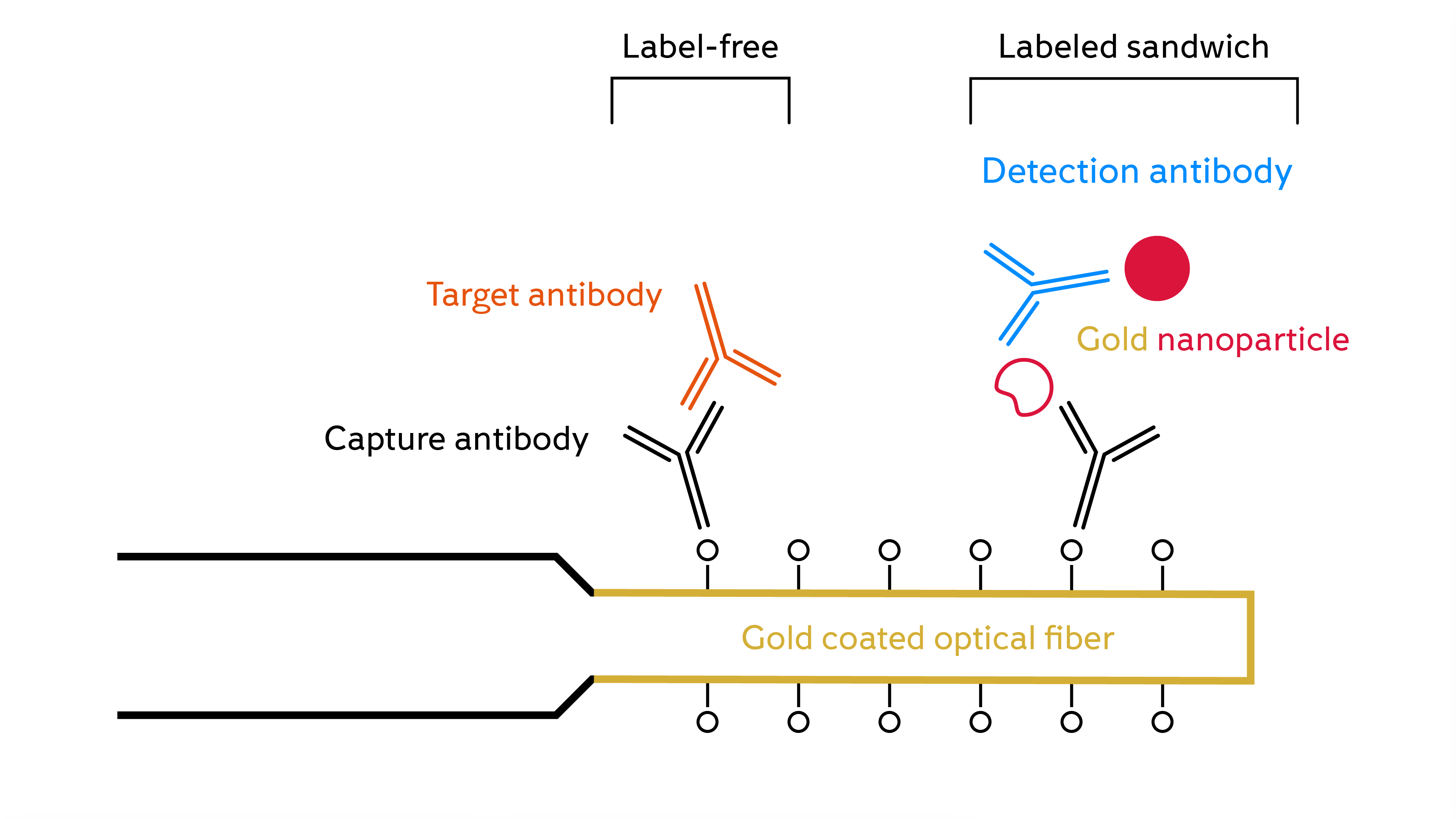 FOx BIOSYSTEMS label-free and labeled antibody detection infographic